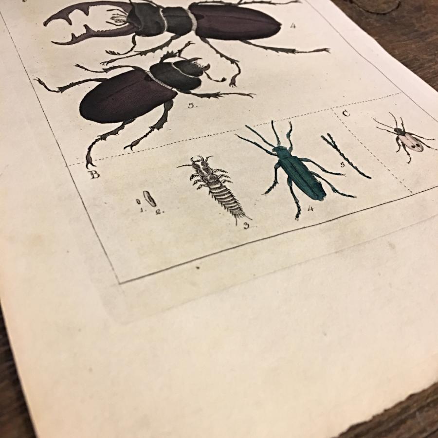 Beetle Original Antique Vintage Illustration Print